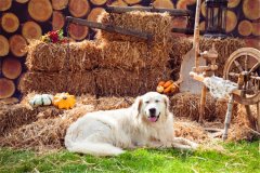 投资小见效快的好项目赚钱吗(农村低投资开店项目)